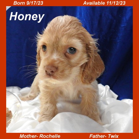 puppy, for, sale, Cocker Spaniel, Joe & Cherri  Overlease, dog, breeder, Miller, MO, dog-breeder, puppy-for-sale, forsale, nearby, find, puppyfind, locator, puppylocator, aca